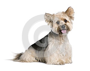 Biewer Terrier in front of white background
