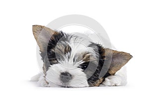 Biewer terrier pup on white background