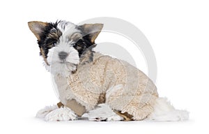 Biewer terrier pup on white background