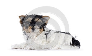 Biewer terrier pup on white background