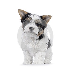 Biewer terrier pup on white background