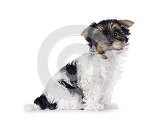 Biewer terrier pup on white background