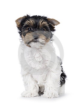 Biewer terrier pup on white background