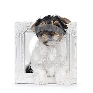 Biewer terrier pup on white background