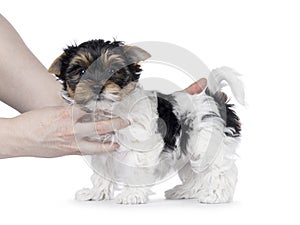 Biewer terrier pup on white background