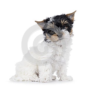 Biewer terrier pup on white background