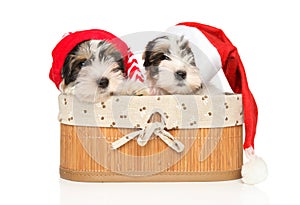 Biewer Terrier puppies in Santa red hats