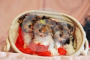 Biewer terrier puppies sit together. Healthy and cheerful dog children at home.