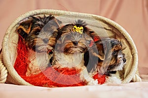 Biewer terrier puppies sit together. Healthy and cheerful dog children at home.