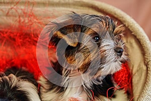 Biewer terrier puppies sit together. Healthy and cheerful dog children at home.