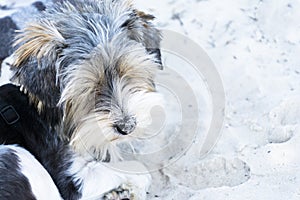 Biewer Terrier puppy sleeping on a beach