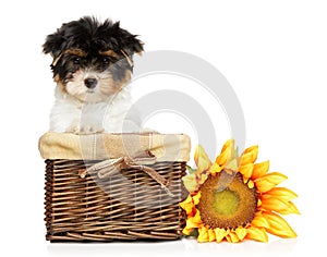Biewer Terrier puppy in wicker basket