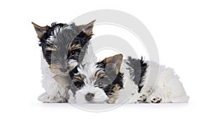 Biewer terrier pups on white background