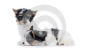 Biewer terrier pups on white background