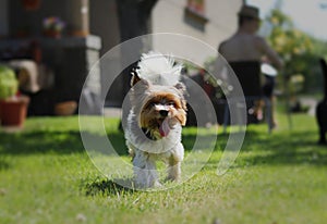 Biewer Terrier walks around the garden with open mouth and tongue out. Cute Biewer Yorkshire Terrier in middle of the attention.