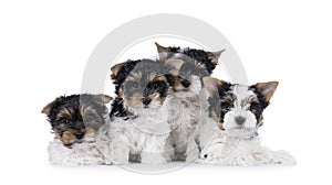 Biewer terrierpuppues on white background