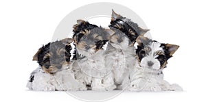 Biewer terrierpuppues on white background