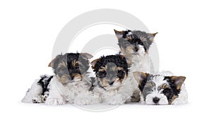 Biewer terrierpuppues on white background