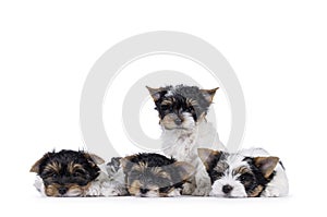 Biewer terrierpuppues on white background