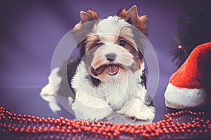 Biewer-york puppy portrait purple background with Christmas decorations