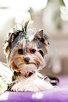 Biewer Yorkshire Terrier