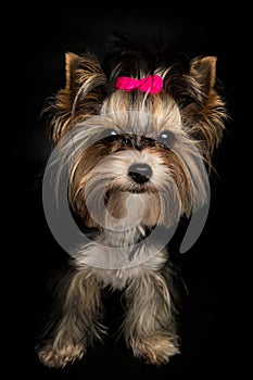 Biewer Yorkshire Terrier