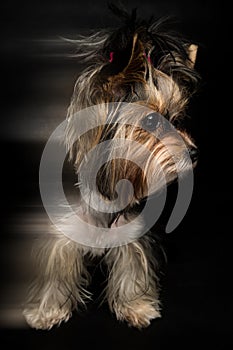 Biewer Yorkshire Terrier
