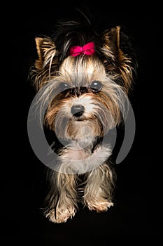 Biewer Yorkshire Terrier