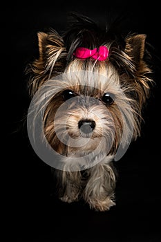 Biewer Yorkshire Terrier