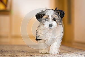 Biewer yorkshire terrier