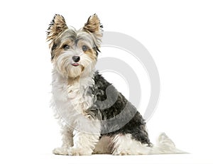 Biewer Yorkshire Terrier, 3 years old