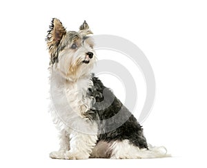 Biewer Yorkshire Terrier, 3 years old