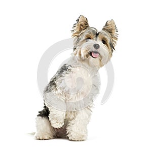 Biewer Yorkshire Terrier, 3 years old