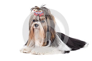 Biewer-Yorkshire terrier