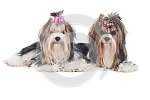 Biewer-Yorkshire terrier