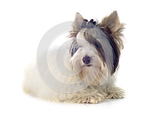 Biewer yorkshire terrier