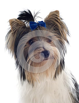 Biewer yorkshire terrier