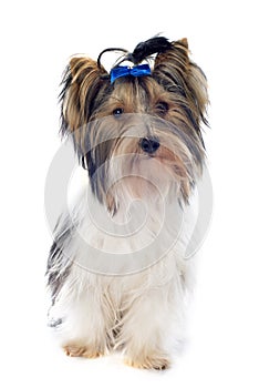 Biewer yorkshire terrier