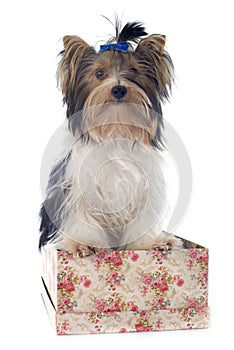 Biewer yorkshire terrier