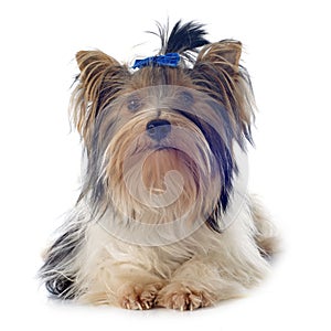 Biewer yorkshire terrier