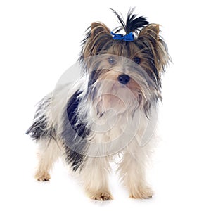 Biewer yorkshire terrier