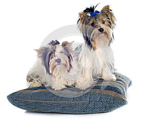 Biewer yorkshire terrier