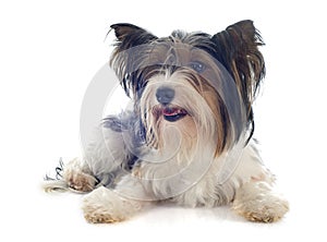 Biewer yorkshire terrier