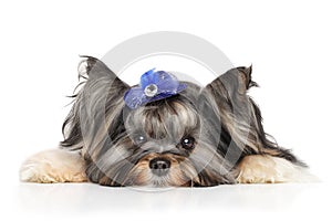 Biewer Yorkshire terrier