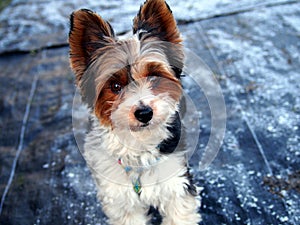 Biewer yorkshire terrier