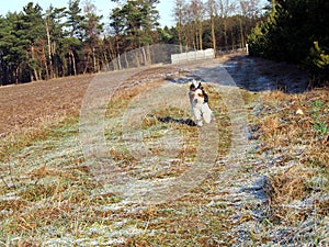 Biewer yorkshire terrier