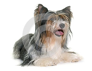 Biewer yorkshire terrier