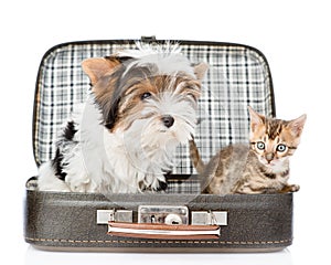Biewer-Yorkshire terrier and bengal cat sitting in a bag.