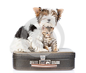 Biewer-Yorkshire terrier and bengal cat sitting on a bag. isolated