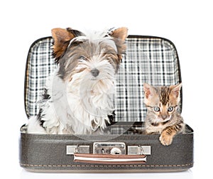 Biewer-Yorkshire terrier and bengal cat sitting in a bag. isolated